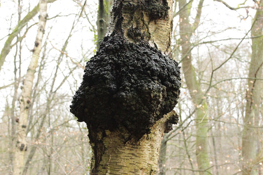Chaga (Inonotus obliquus) voksende på et birketræ — foto: Björn S. (CC BY-SA 2.0)