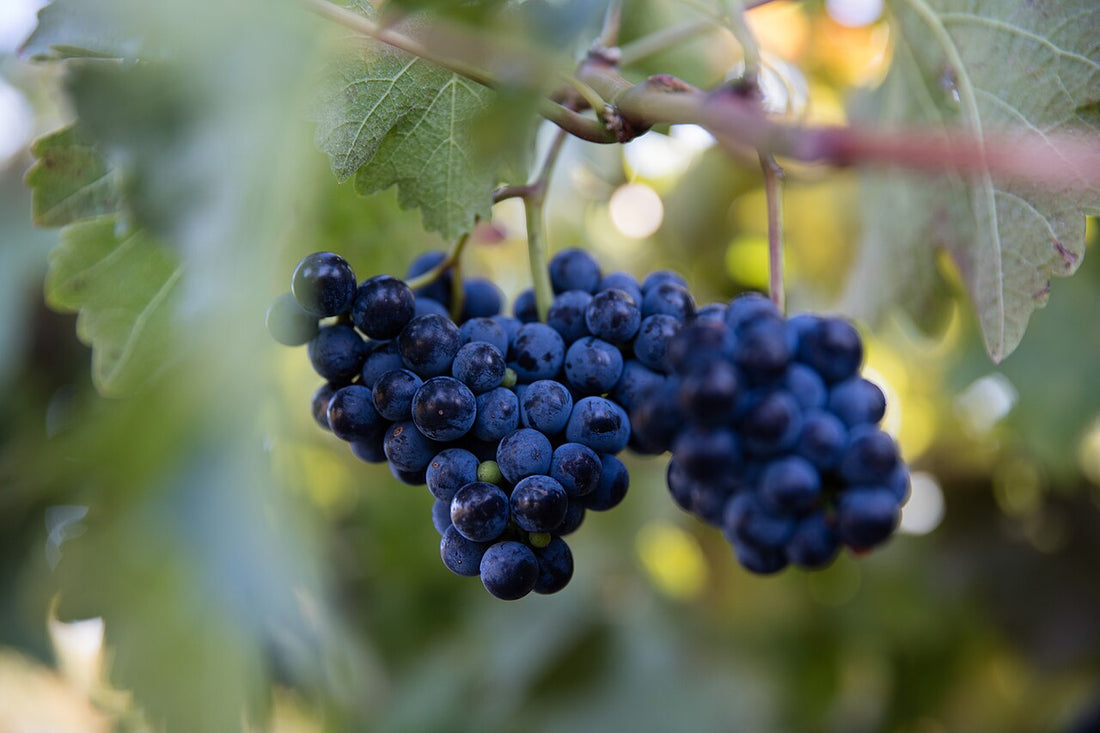 Mørke røde druer på vinstokken – en naturlig kilde til resveratrol