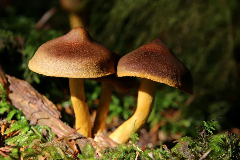 Fungerar svamptillskott?