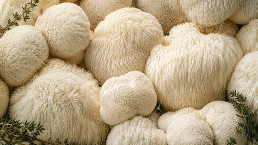 Vad är Lion's Mane?