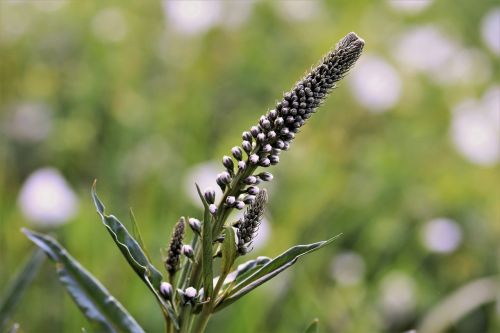 Black Cohosh: En guide till dess hälsofördelar och säker användning