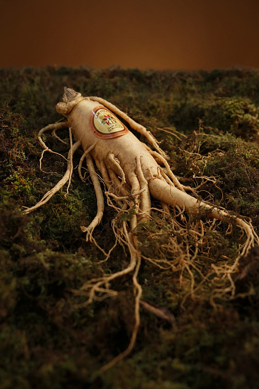 Hur mycket ginseng ska du ta?