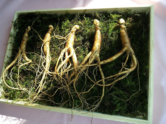 Ginseng roots